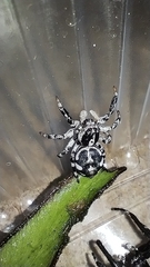 Phiale guttata