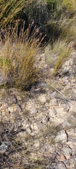 Disa flexuosa