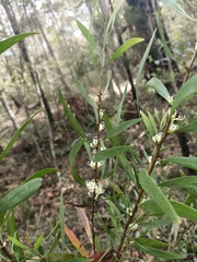 Hakea florulenta