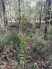 Hakea florulenta