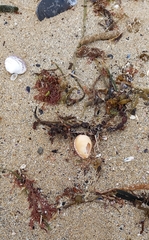 Notocypraea angustata