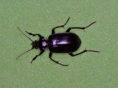 Calosoma marginale