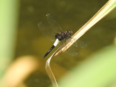Pseudothemis zonata