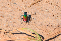 Cicindela scutellaris