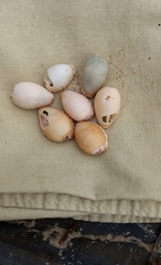 Notocypraea angustata