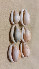 Notocypraea angustata