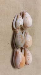 Notocypraea angustata