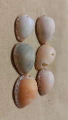 Notocypraea angustata