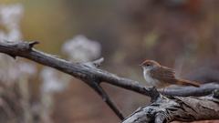 Poodytes carteri