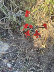 Pelargonium fulgidum