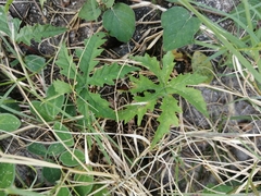 Distimake dissectus dissectus