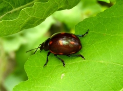 Leptinotarsa behrensi