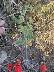 Pelargonium fulgidum
