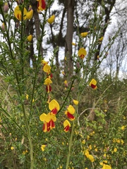 Cytisus scoparius