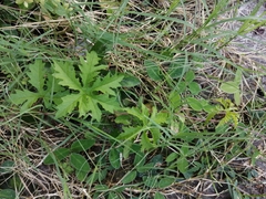 Distimake dissectus dissectus