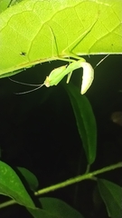 Mantodea