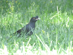 Acridotheres cristatellus