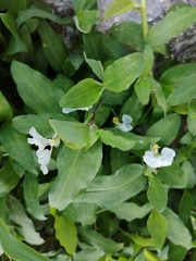 Commelina erecta erecta