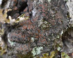 Protopannaria pezizoides