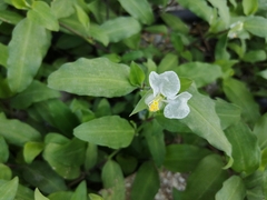 Commelina erecta erecta