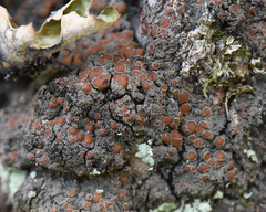 Protopannaria pezizoides