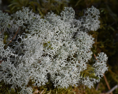 Cladonia stellaris