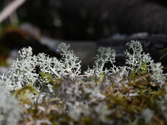 Cladonia stellaris