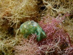 Lamprohaminoea ovalis