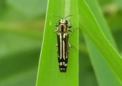 Agrilus catherinae