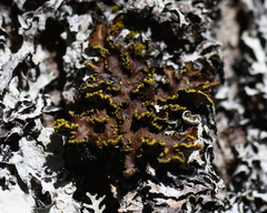 Pseudocyphellaria holarctica