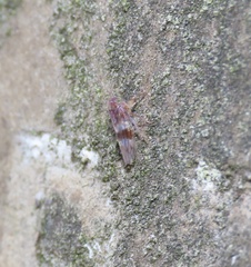 Tremulicerus tremulae