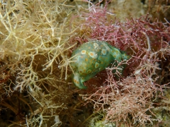 Lamprohaminoea ovalis