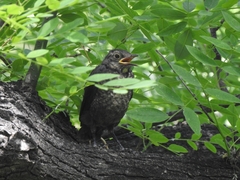 Turdus mandarinus