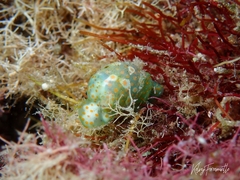 Lamprohaminoea ovalis