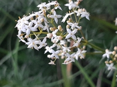 Galium lucidum