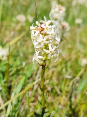 Stackhousia subterranea