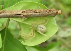 Curicaberis culiacan