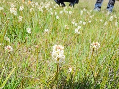 Stackhousia subterranea