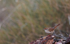 Poodytes carteri