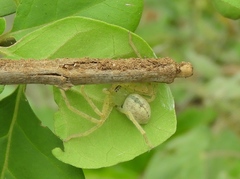 Curicaberis culiacan