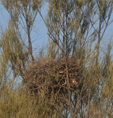 Pomatostomus ruficeps