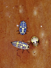 Coccinellidae