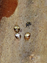 Coccinellidae