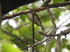 Muscicapa dauurica