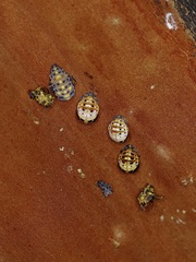 Coccinellidae