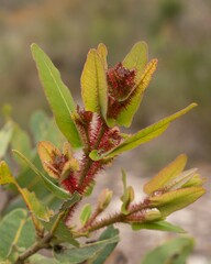Angophora hispida