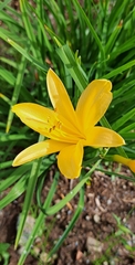 Hemerocallis