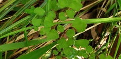 Adiantum atroviride