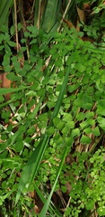 Adiantum atroviride
