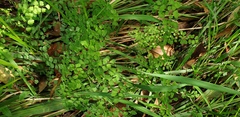 Adiantum atroviride